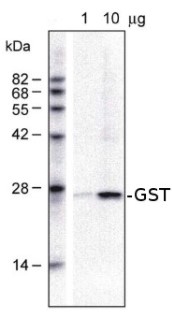 GST class-phi | Glutathione S tranferase in the group Antibodies Plant/Algal / Membrane Transport System / Endomembrane system at Agrisera AB (Antibodies for research) (AS09 479)